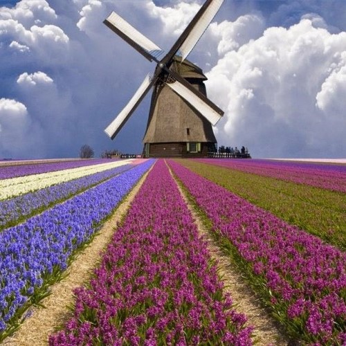 Otobüsle Kuzey Avrupa Turu, Hollanda Amsterdam Otobüsle Avrupa Turu Hollanda benelüks ülkeleri gezisi